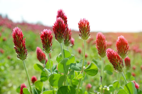 Field of flowering crimson clovers