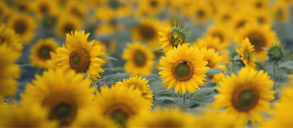 MAS 920CP Sunflowers