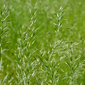 Schwetra Meadow Fescue