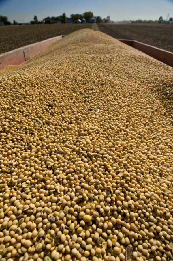 KF Energy Edge 2824 Soybean