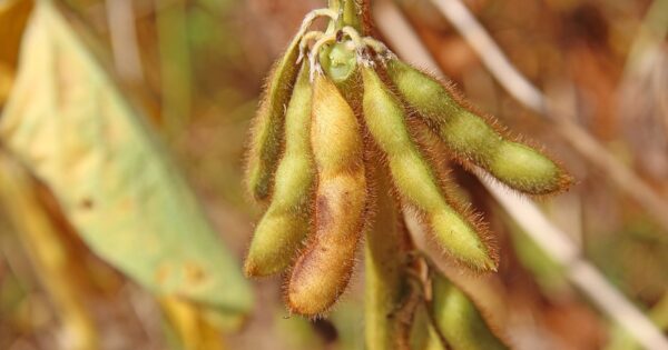 KF Energy Edge 3421 Soybean