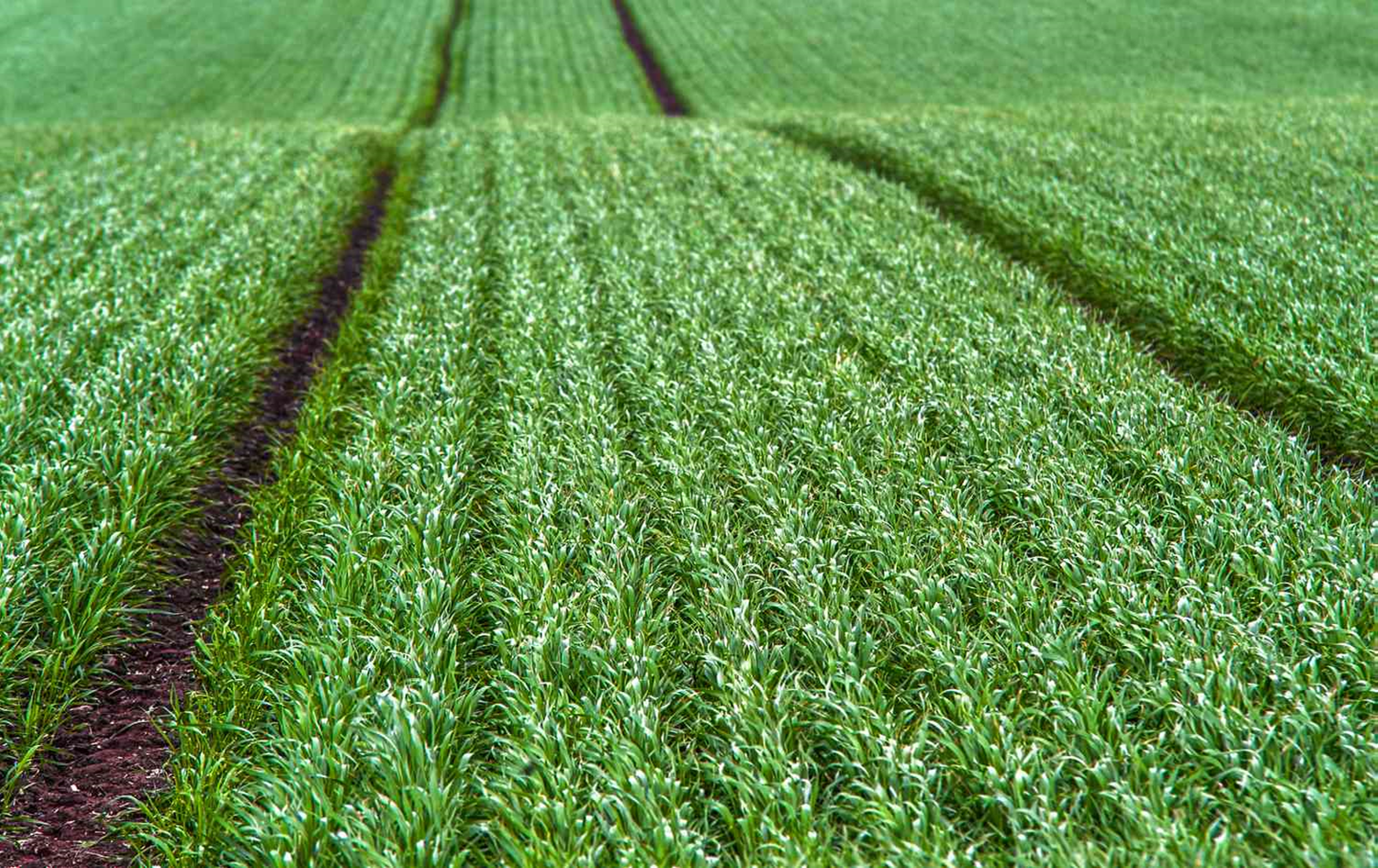 Forage Pro