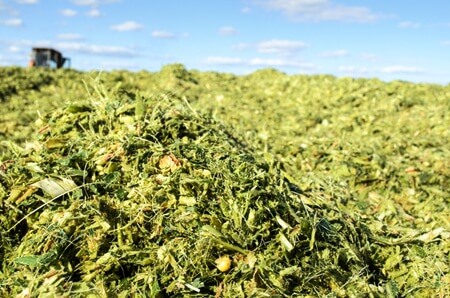 Close up of High-Quality Corn Silage